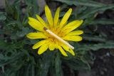 Tragopogon