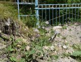 Hesperis matronalis. Цветущее растение. Кабардино-Балкария, Эльбрусский р-н, долина р. Адылсу, высота 1850 м н.у.м., обочина дороги. 2 июля 2022 г.