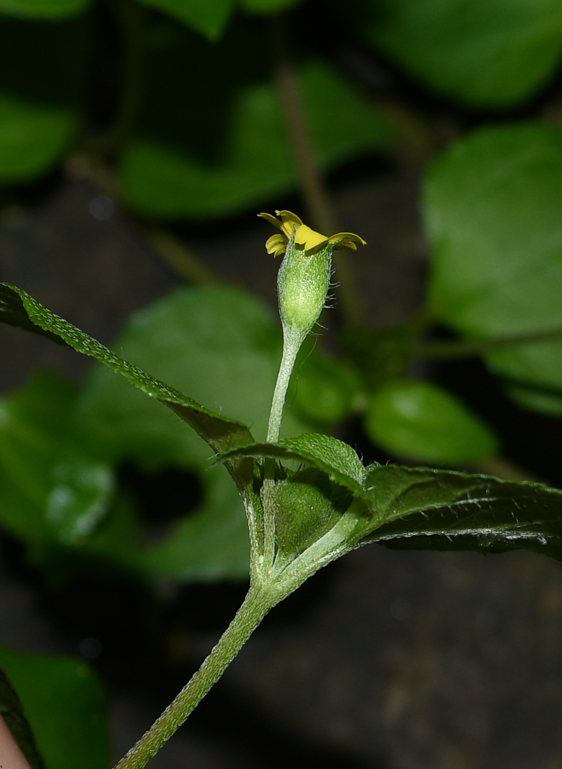 Image of Calyptocarpus vialis specimen.