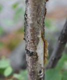 Betula pubescens. Часть ствола. Челябинская обл., Верхнеуфалейский гор. округ, гора Аракуль, Средний Шихан, на скале. 2 июля 2023 г.