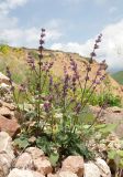 Salvia verticillata