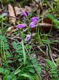 Cephalanthera rubra