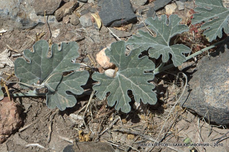 Image of Cucurbita cordata specimen.