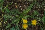 род Taraxacum. Цветущее растение в сообществе с Ceratocephala orthoceras и Artemisia. Челябинская обл., Кизильский р-н, окр. с. Богдановское, долина р. Урал, травянистая береговая терраса. 8 мая 2023 г.