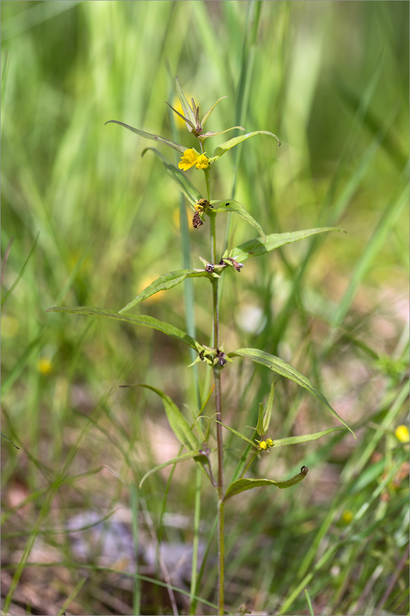 Image of Melampyrum sylvaticum specimen.