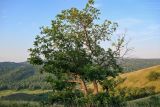 Quercus robur. Взрослые деревья. Оренбургская обл., Кувандыкский гор. округ, заповедник \"Шайтан-Тау\", хр. Шайтан-Тау, ≈ 500 м н.у.м., луговой склон. 06.07.2023.