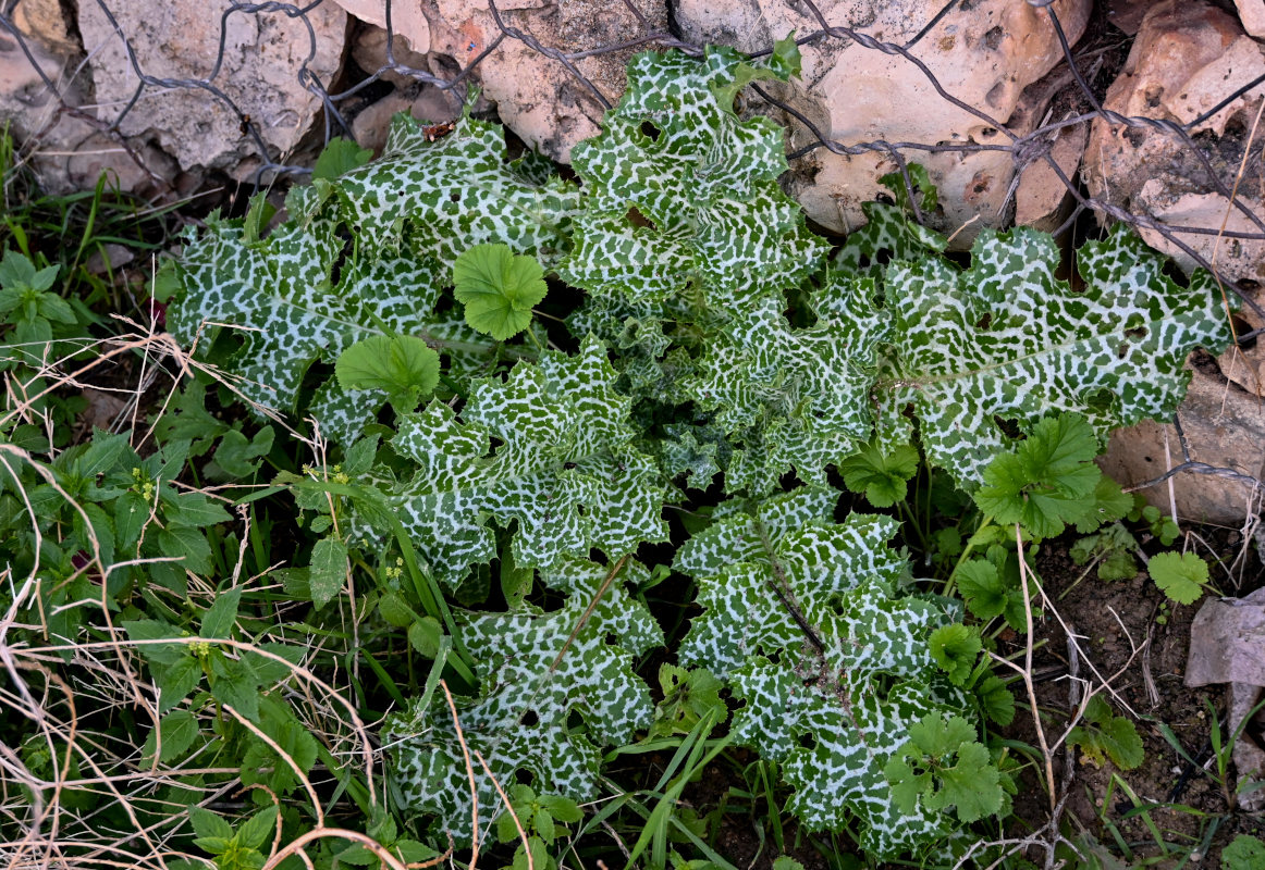Image of Silybum marianum specimen.