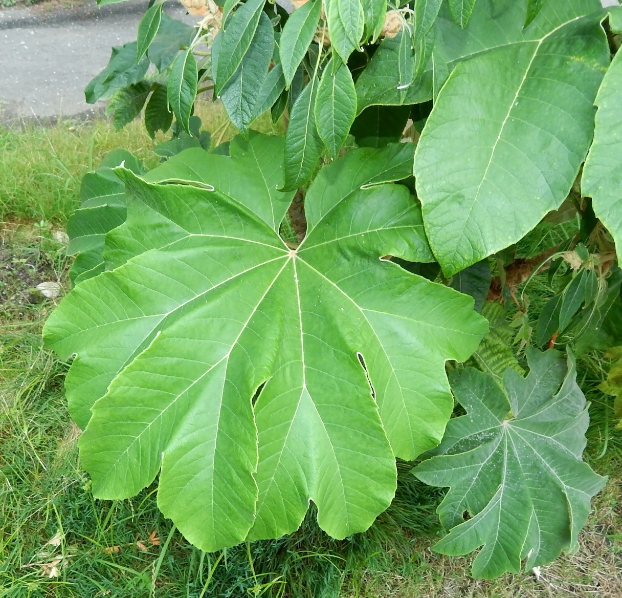 Image of Tetrapanax papyrifer specimen.