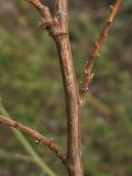 Image of taxon representative. Author is Сергей Свирин
