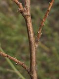 Artemisia arenaria