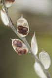 Fibigia eriocarpa