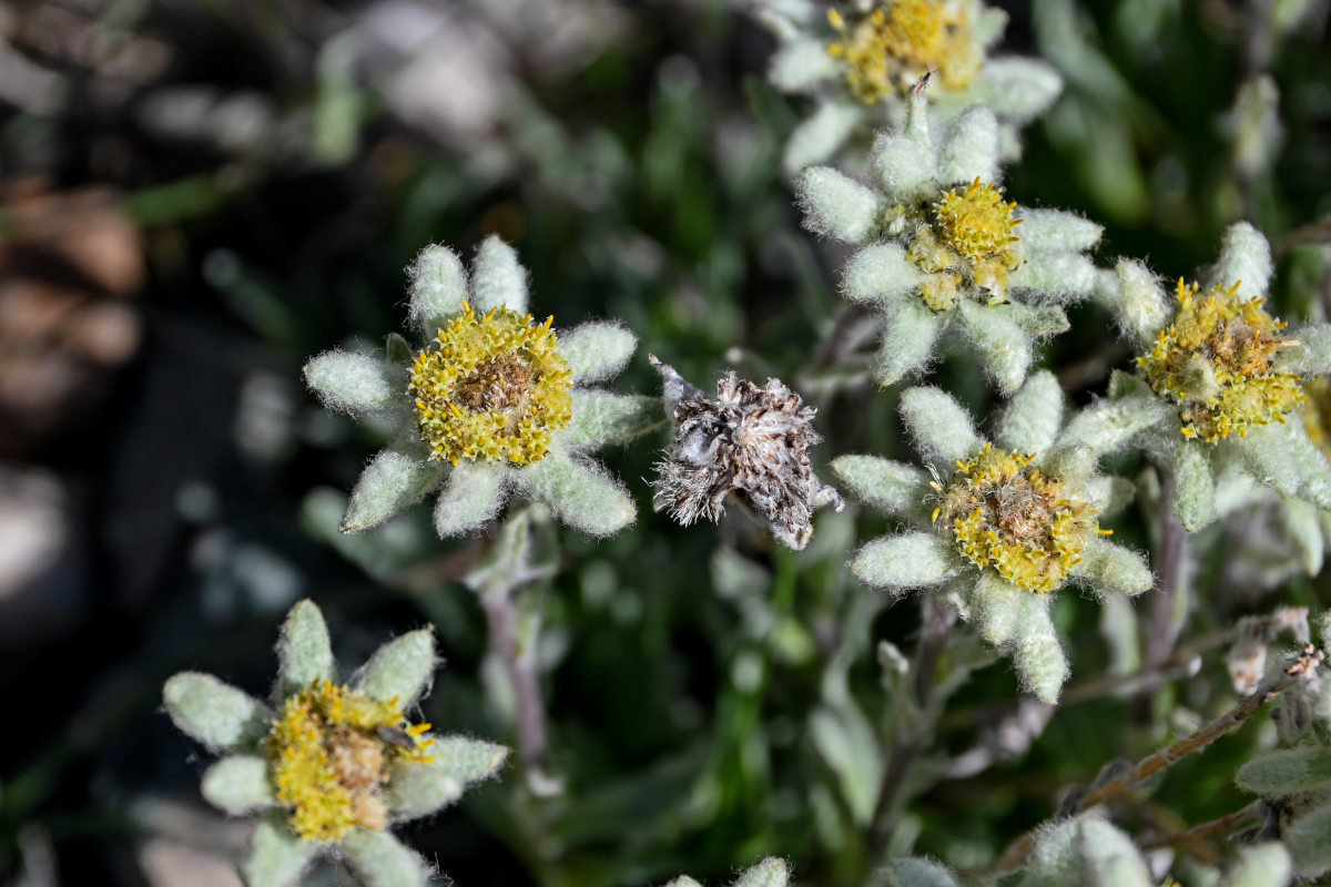 Image of genus Leontopodium specimen.