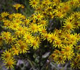 Senecio jacobaea