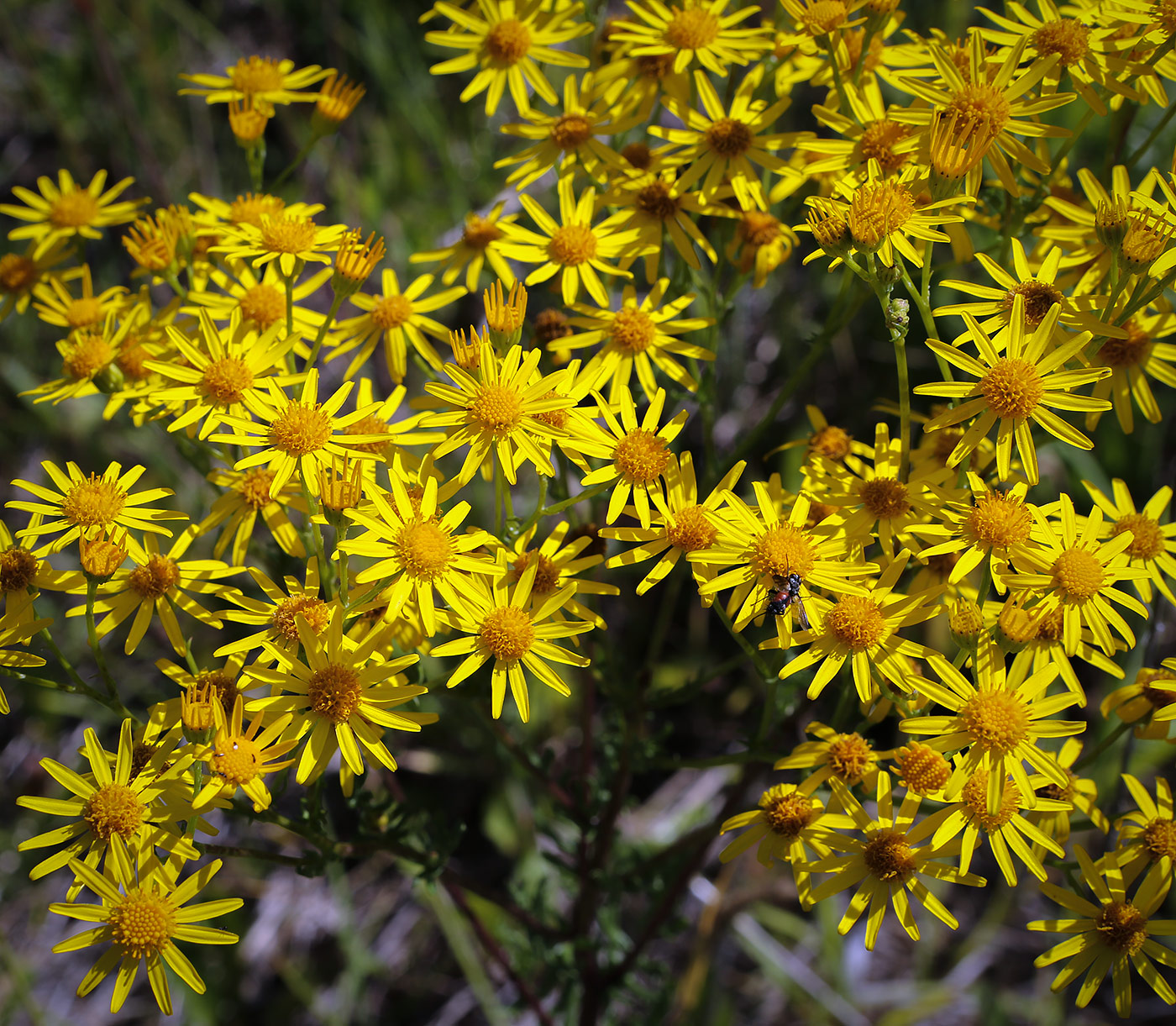 Изображение особи Senecio jacobaea.