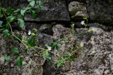 Melandrium latifolium. Верхушка цветущего растения. Грузия, Имеретия, Гелатский монастырь, на каменной стене. 14.06.2023.