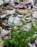 Astrantia trifida. Цветущее растение в сообществе с Galium. Чечня, Веденский р-н, берег оз. Кезенойам, ≈ 1800 м н.у.м., каменистый участок берега. 25.07.2022.