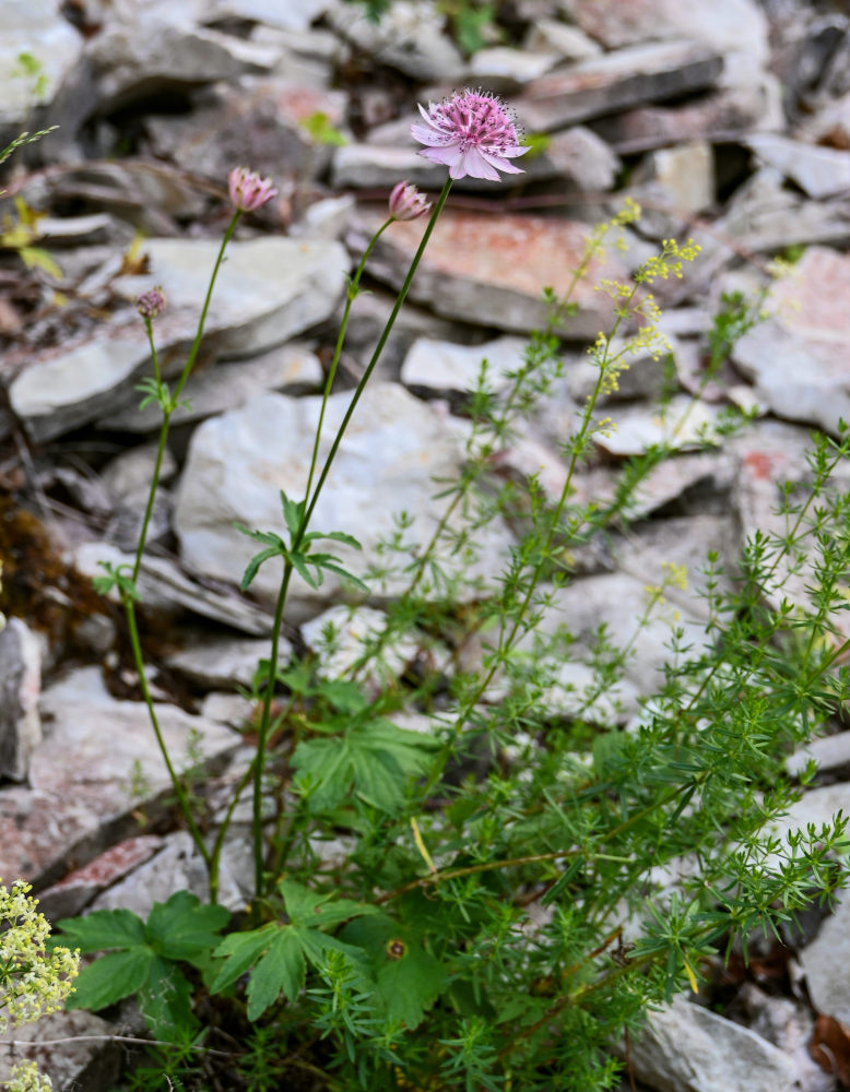 Image of Astrantia trifida specimen.