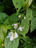 Philadelphus caucasicus