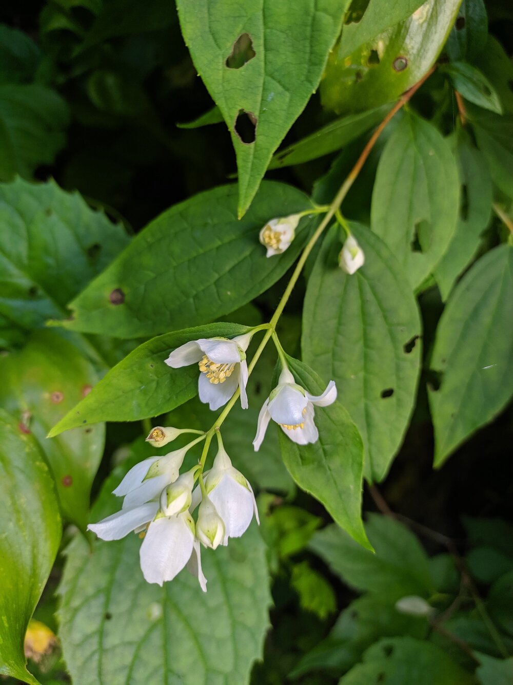 Image of Philadelphus caucasicus specimen.