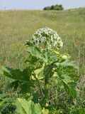 Heracleum sosnowskyi