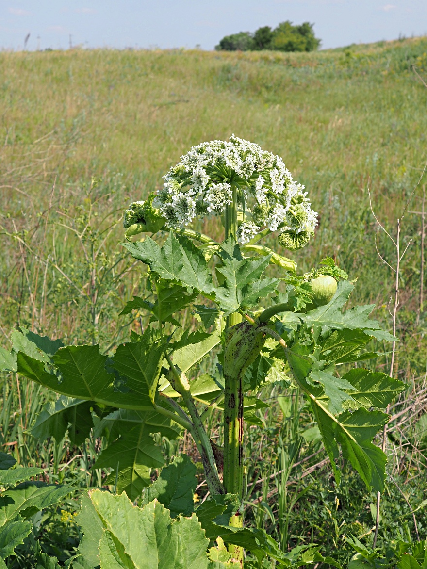 Изображение особи Heracleum sosnowskyi.