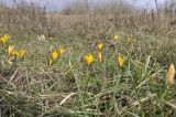 Crocus angustifolius