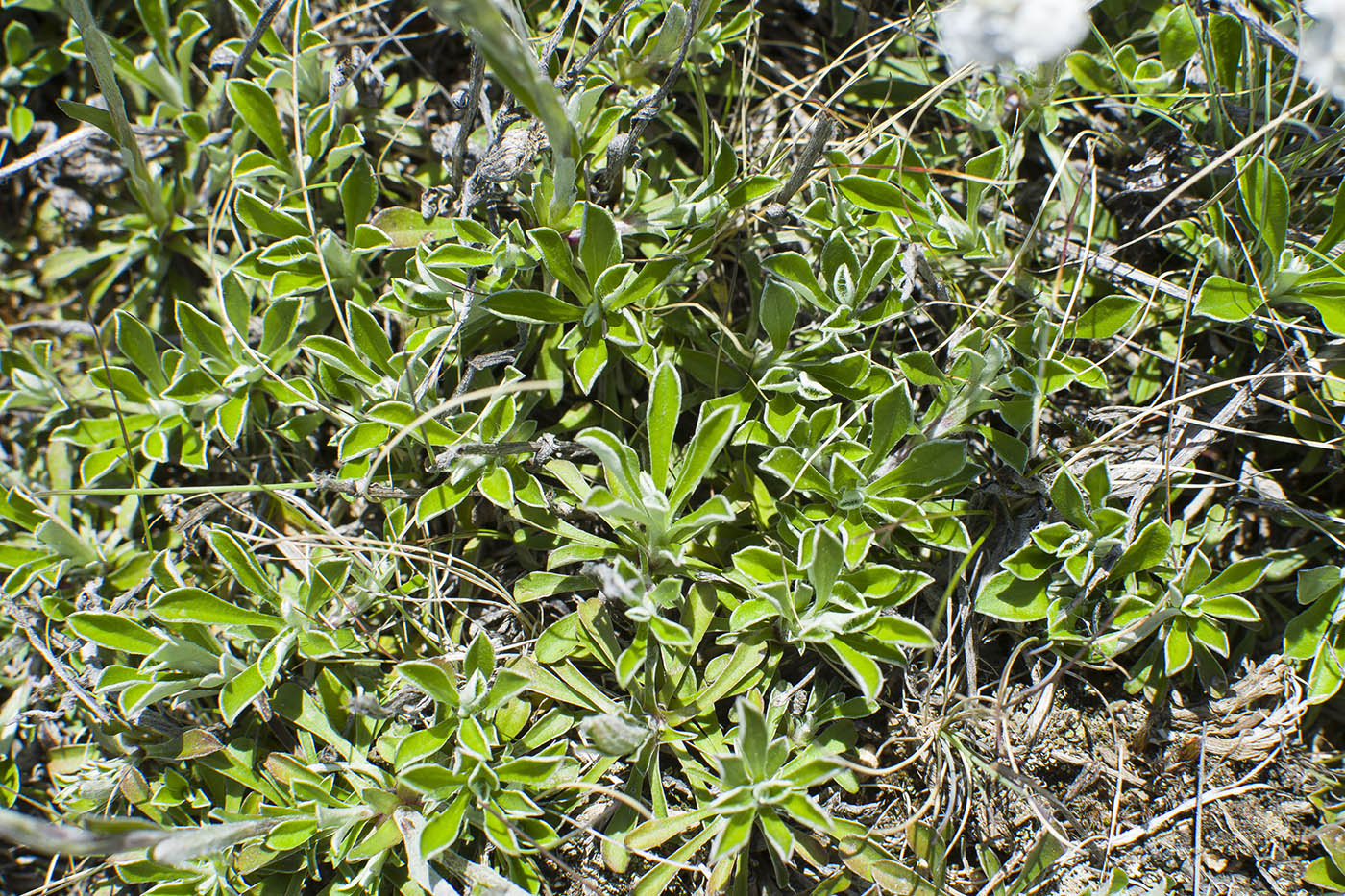 Image of Antennaria dioica specimen.
