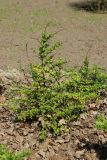Berberis thunbergii