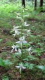 Platanthera bifolia. Верхняя часть растения. Смоленская обл., Смоленский р-н, окр. пос. Каспля, еловые посадки. 13.06.2010.