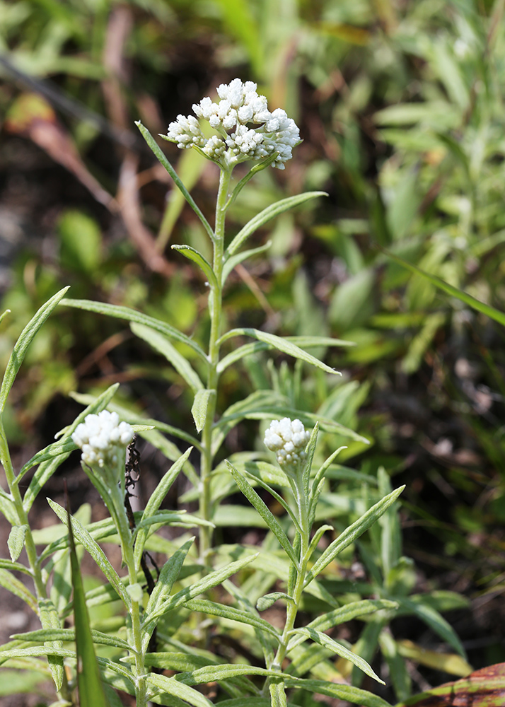 Изображение особи Anaphalis pterocaulon.