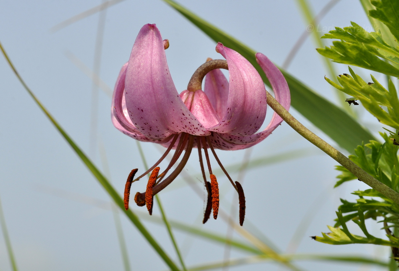 Изображение особи Lilium cernuum.