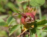 Rosa brotherorum. Плод. Кабардино-Балкария, Черекский р-н, северо-восточный склон горы Эркедыген, ≈ 2400 м н.у.м., альпийский луг. 29.07.2024.