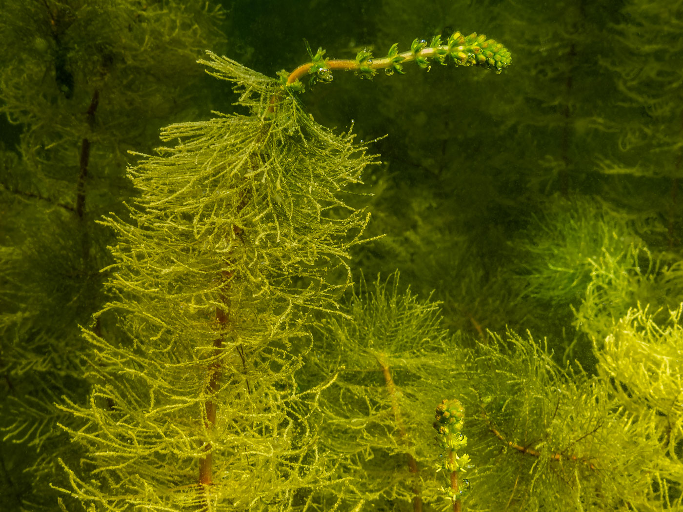 Image of Myriophyllum verticillatum specimen.