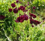 Papaver somniferum