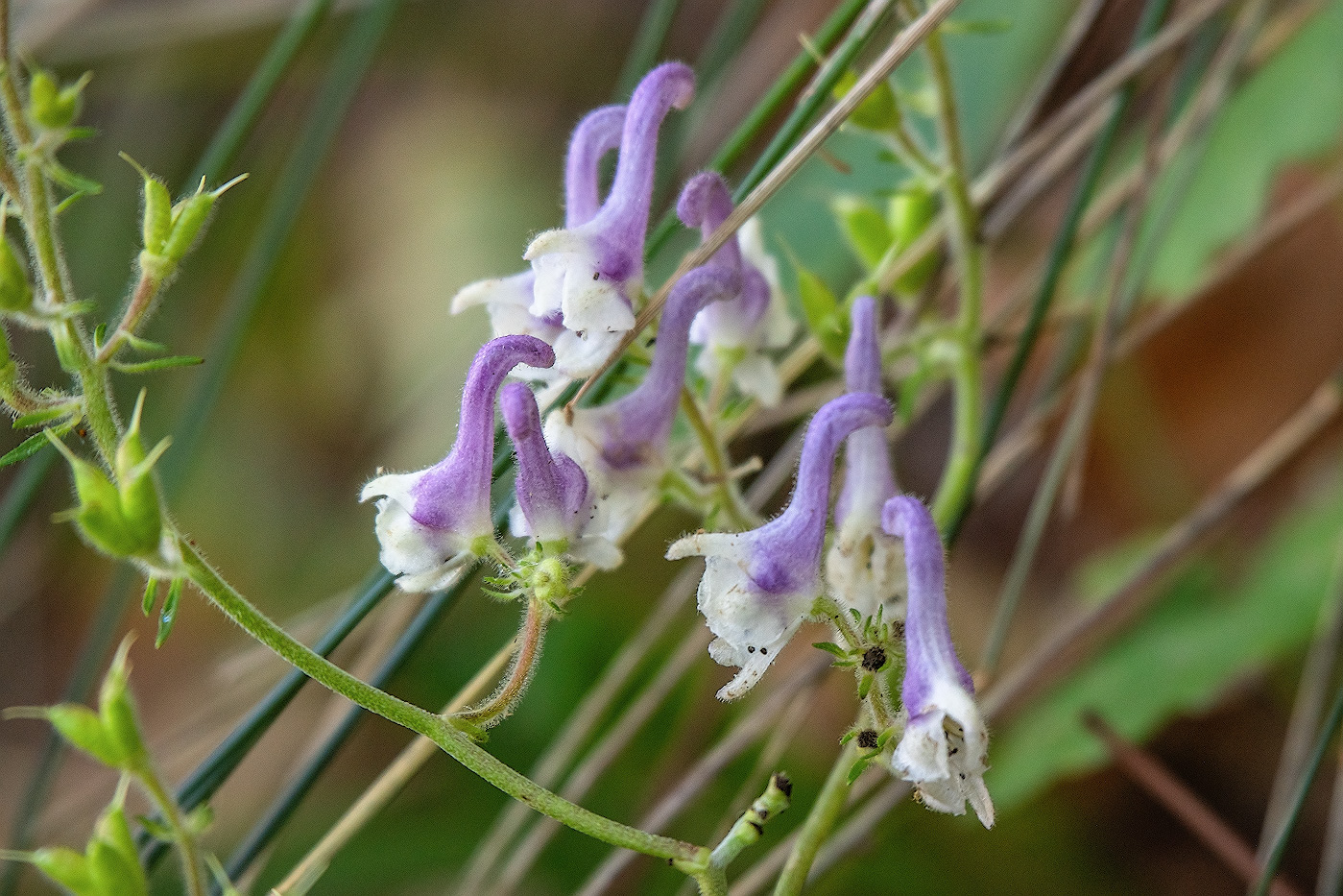 Изображение особи Aconitum alboviolaceum.