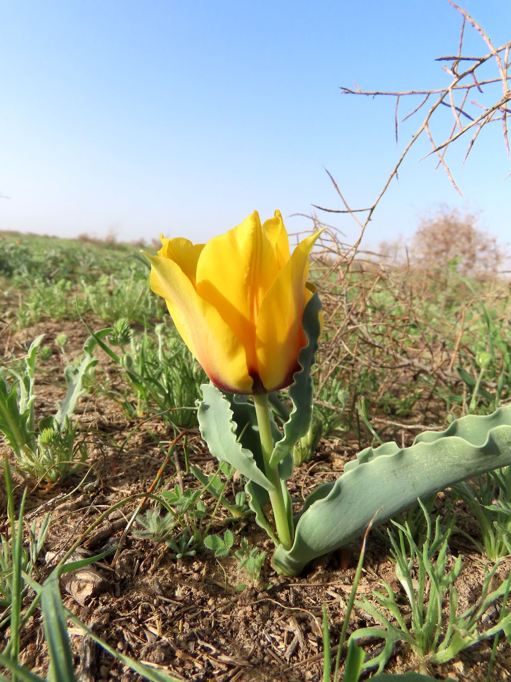 Image of Tulipa borszczowii specimen.