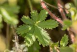 genus Potentilla. Лист. Ростовская обл., Кашарский р-н, окр. сл. Кашары, степной склон. 18.04.2025.