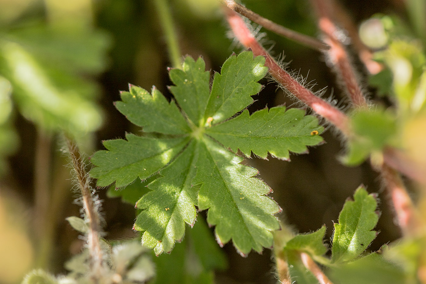 Image of genus Potentilla specimen.