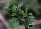 Rubus idaeus
