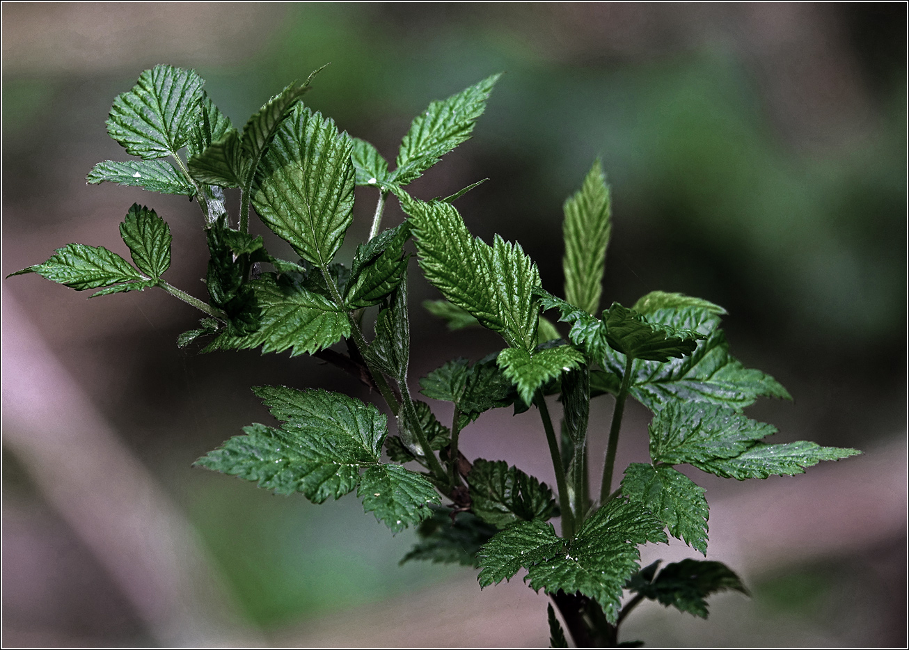 Image of Rubus idaeus specimen.