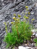 Artemisia norvegica. Цветущее растение на скалистом борту ручья. Коми, Интинский р-н, Приполярный Урал, пос. Желанный, долина р. Балбанью, руч. Каменистый. 18.07.2010.