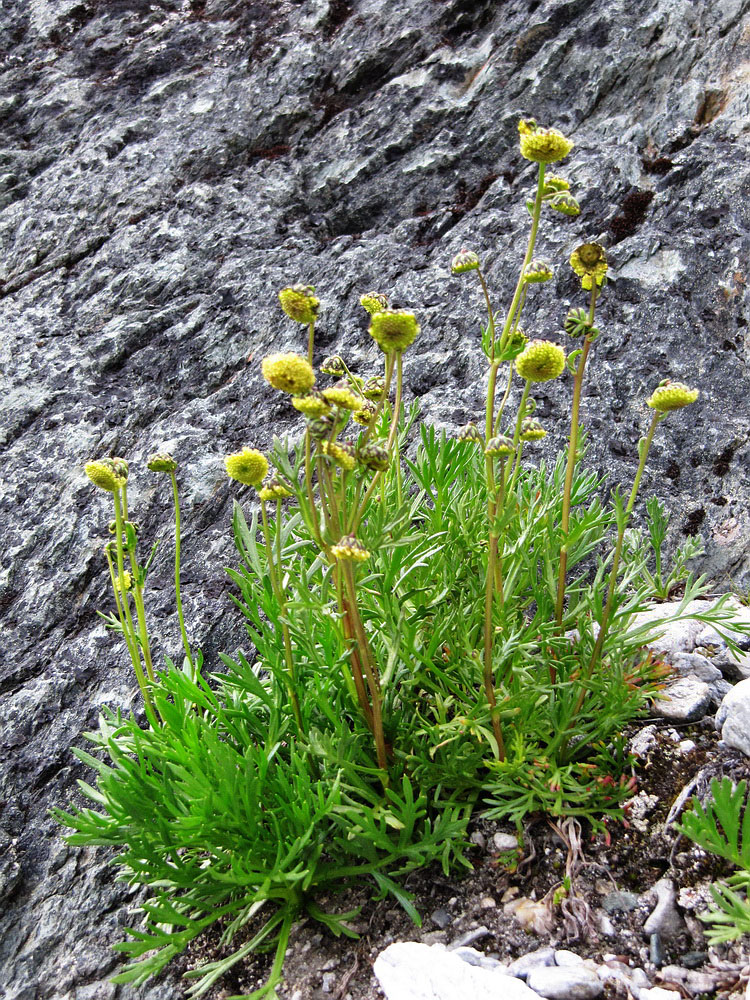 Image of Artemisia norvegica specimen.