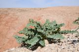 род Astragalus