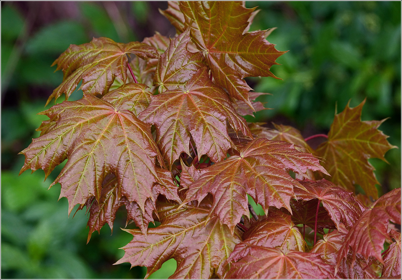 Изображение особи Acer platanoides.