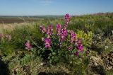 Hedysarum argyrophyllum. Цветущее растение. Оренбургская обл., Саракташский р-н, Жёлтинский сельсовет, окр. Кандуровского карьера, зарастающий склон карьера. 29 мая 2024 г.