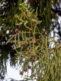 Cryptomeria japonica. Верхушка ветви с шишками. Китай, пров. Аньхой, национальный парк \"Хуаншань\", опушка смешанного леса. 30.05.2025.