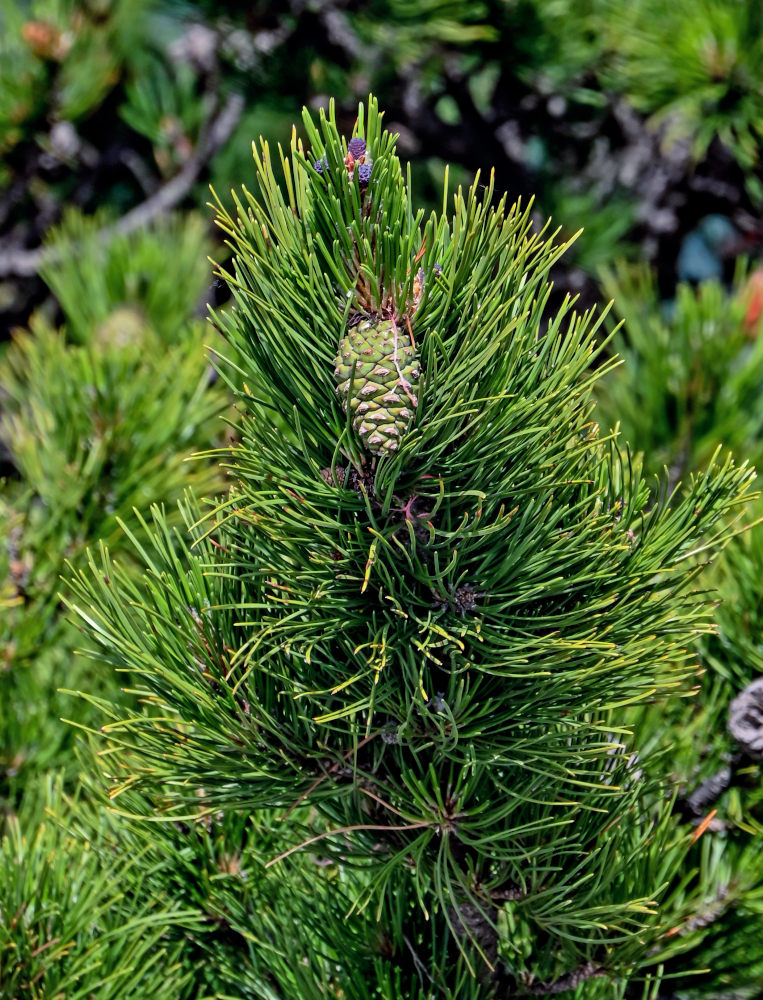 Image of Pinus densata specimen.