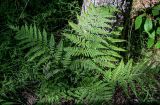 Dryopteris expansa