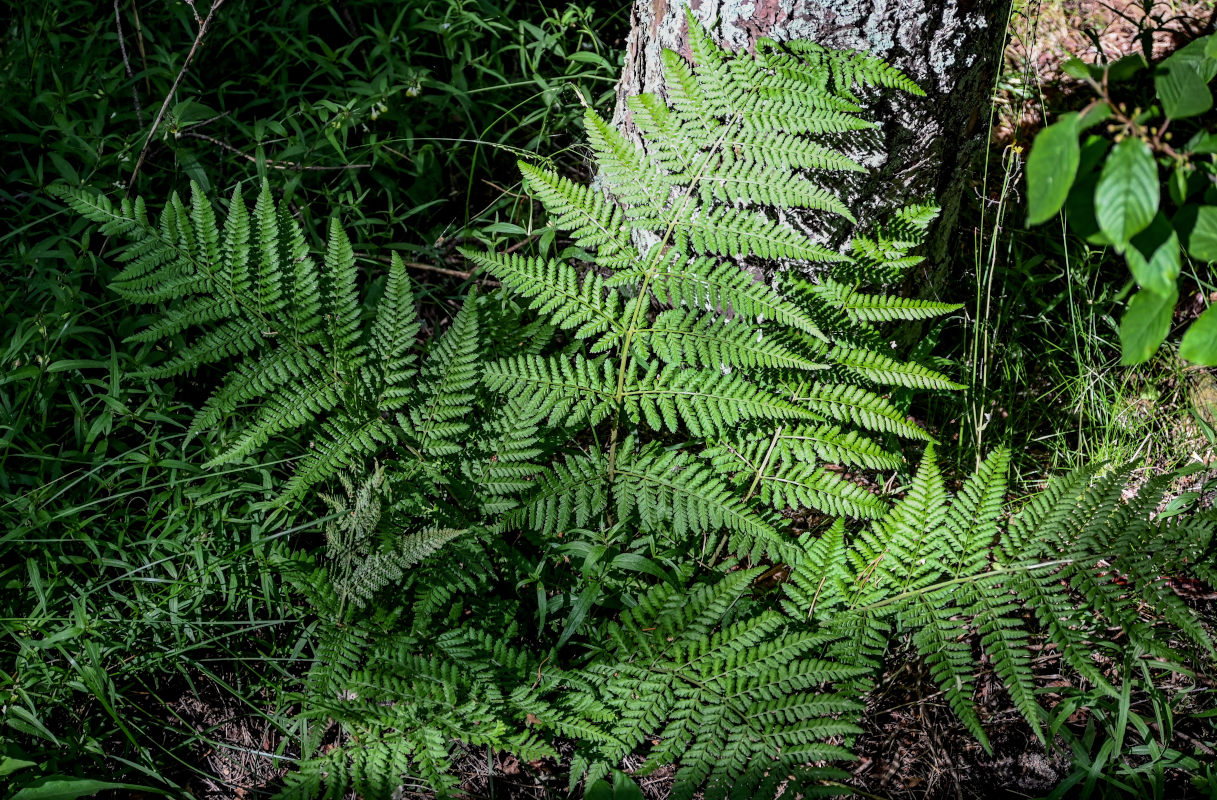 Image of Dryopteris expansa specimen.