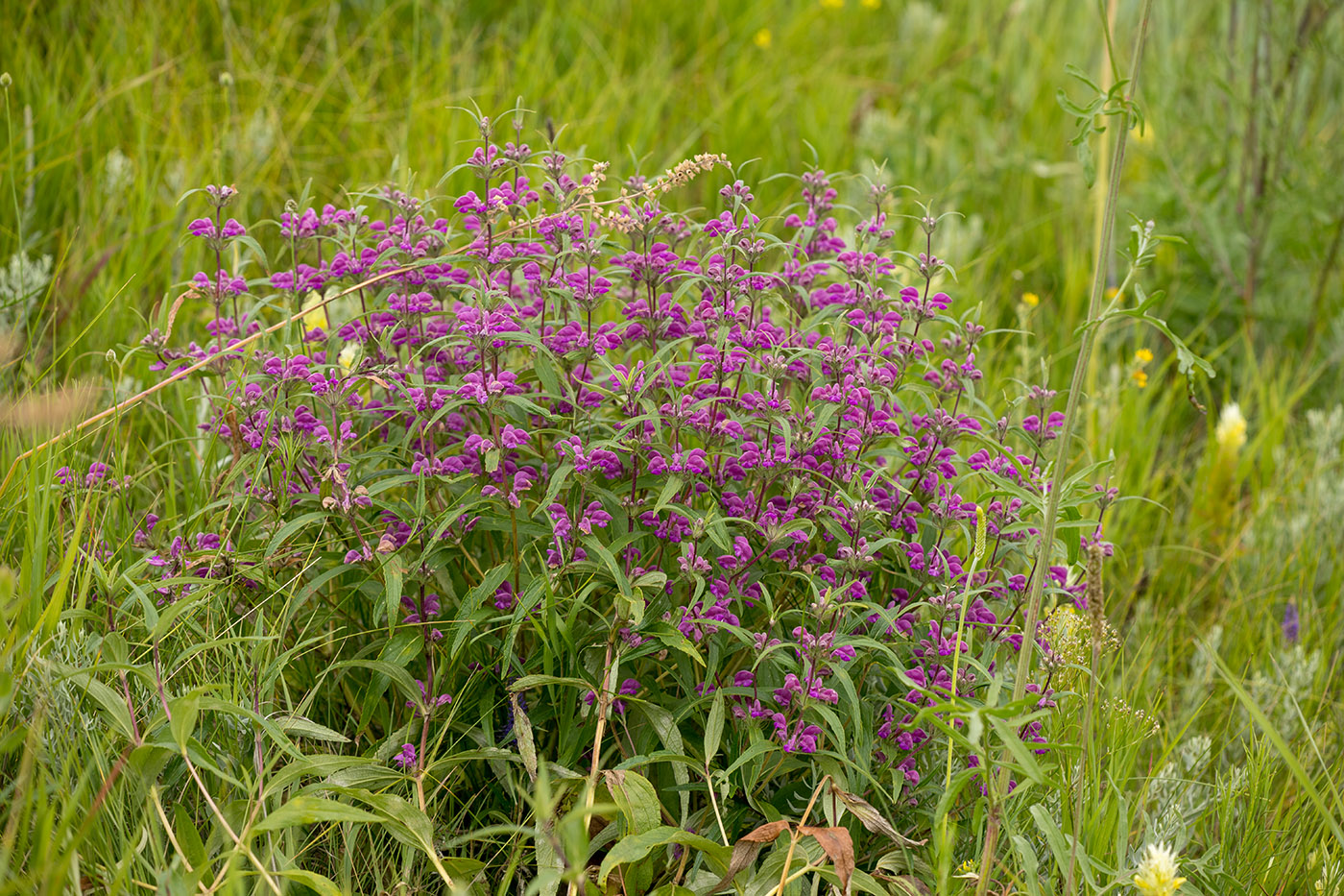 Изображение особи Phlomis pungens.